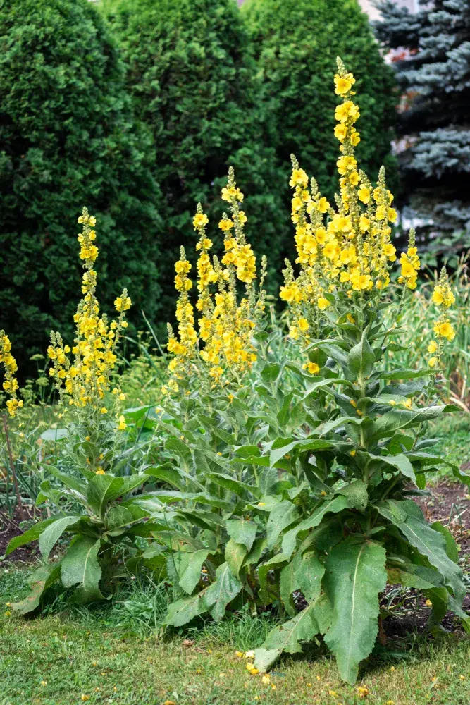 Divizna velkokvětá (Verbascum densiflorum)
