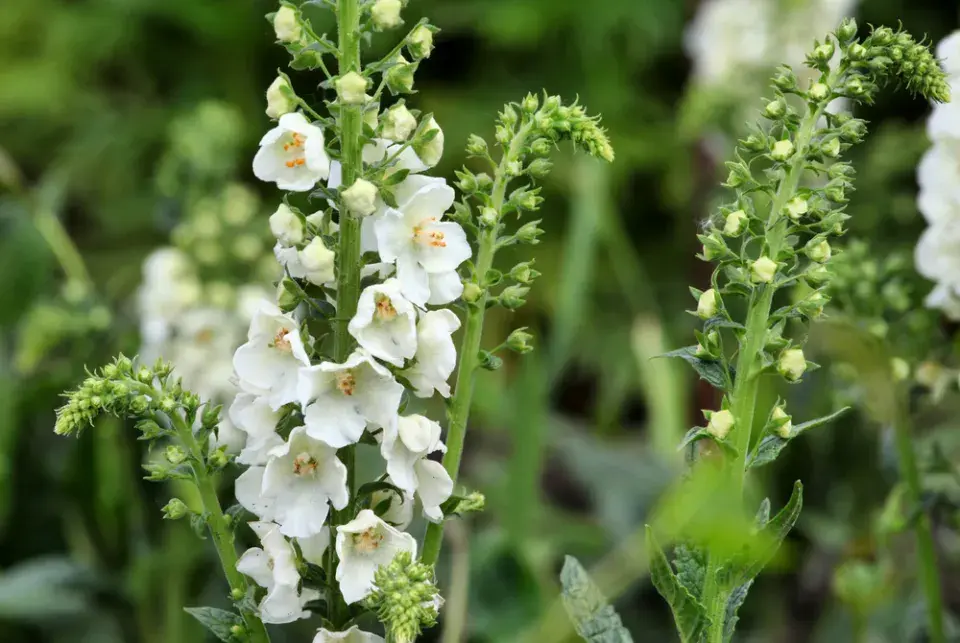 Divizna brunátná (Verbascum phoeniceum) 