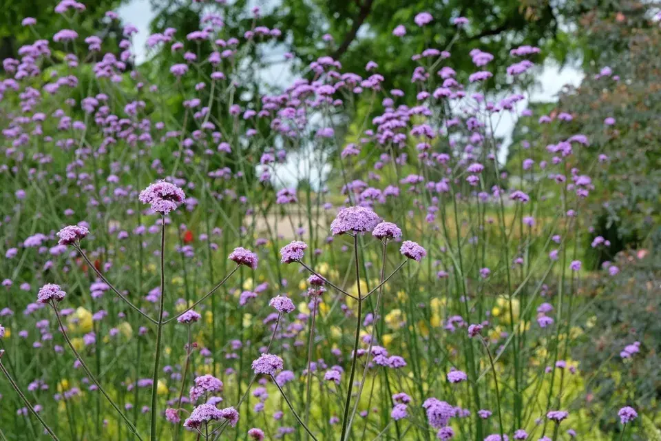 Sporýš argentinský (Verbena bonariensis)