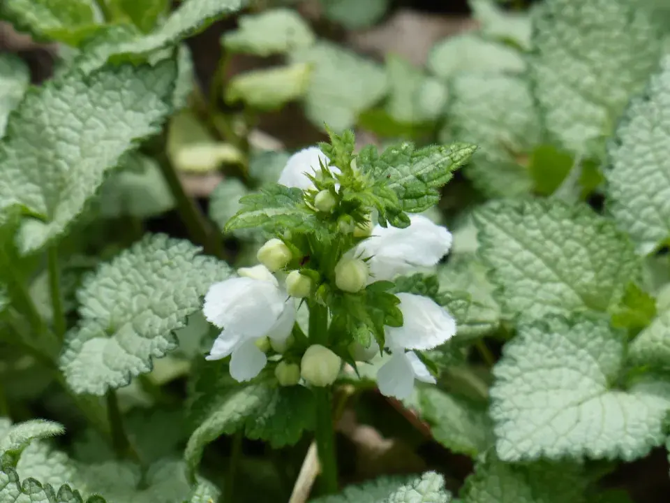 Hluchavka skvrnitá (Lamium maculatum)