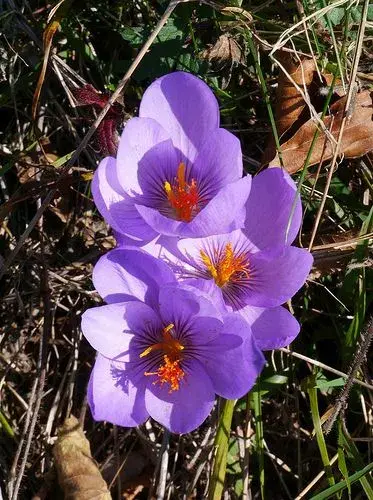 Podzimní krokus