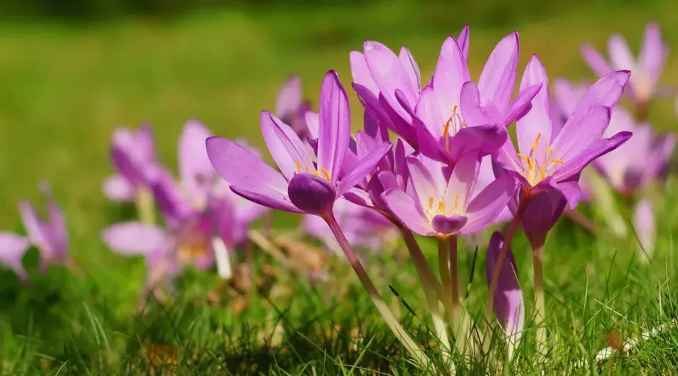 Krokusy