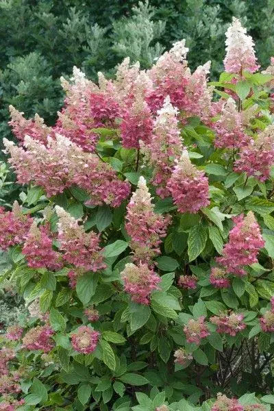 Hortenzie latnatá