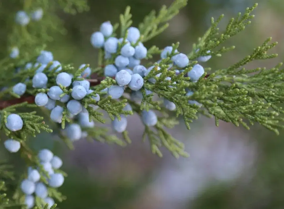 Jalovec obecný (Juniperus communis)