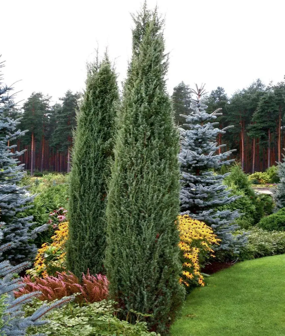 Jalovec obecný (Juniperus communis)