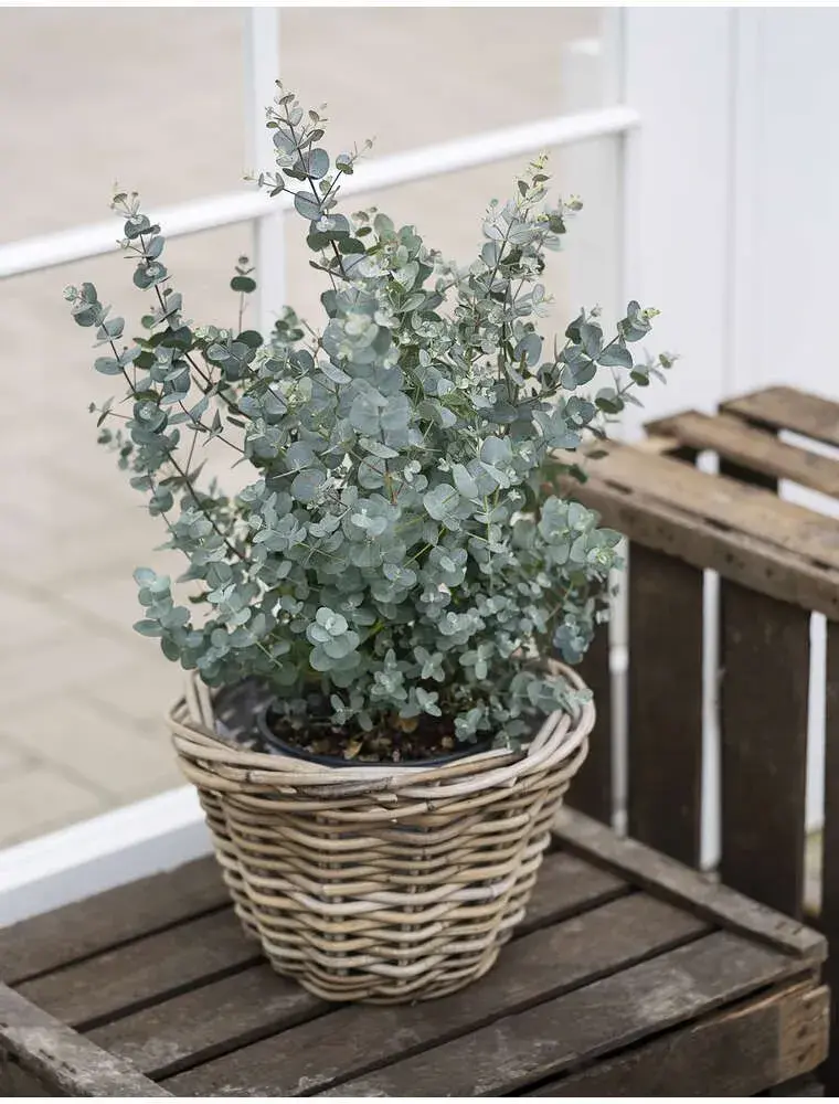 Eukalyptus 