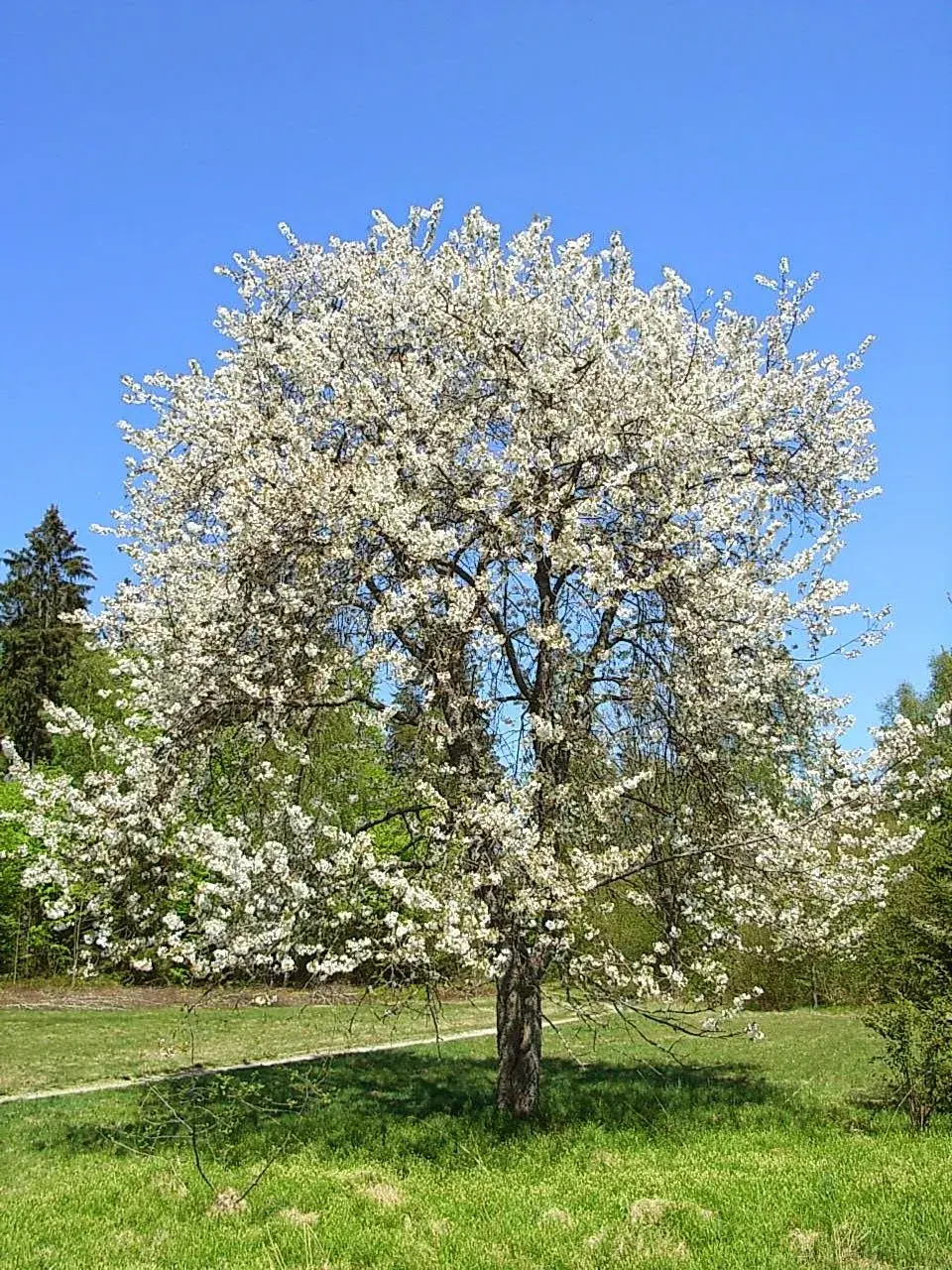 Třešeň ptačí