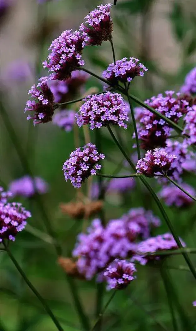 Verbena 