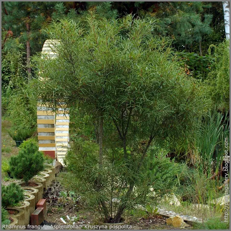 Krušina olšová (Frangula alnus)