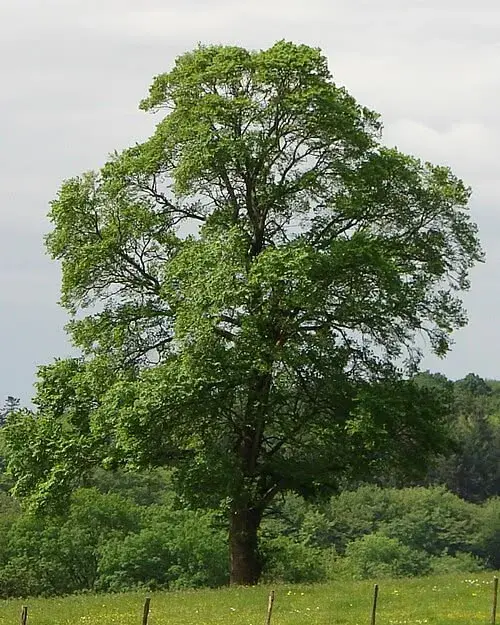 Jilm habrolistý (Ulmus minor)