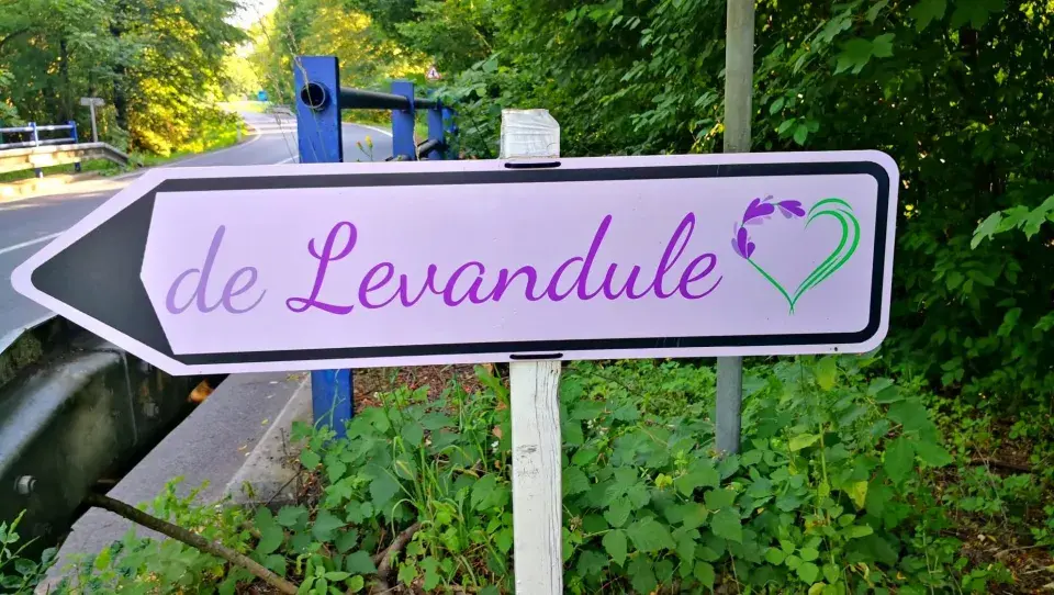 Cedule