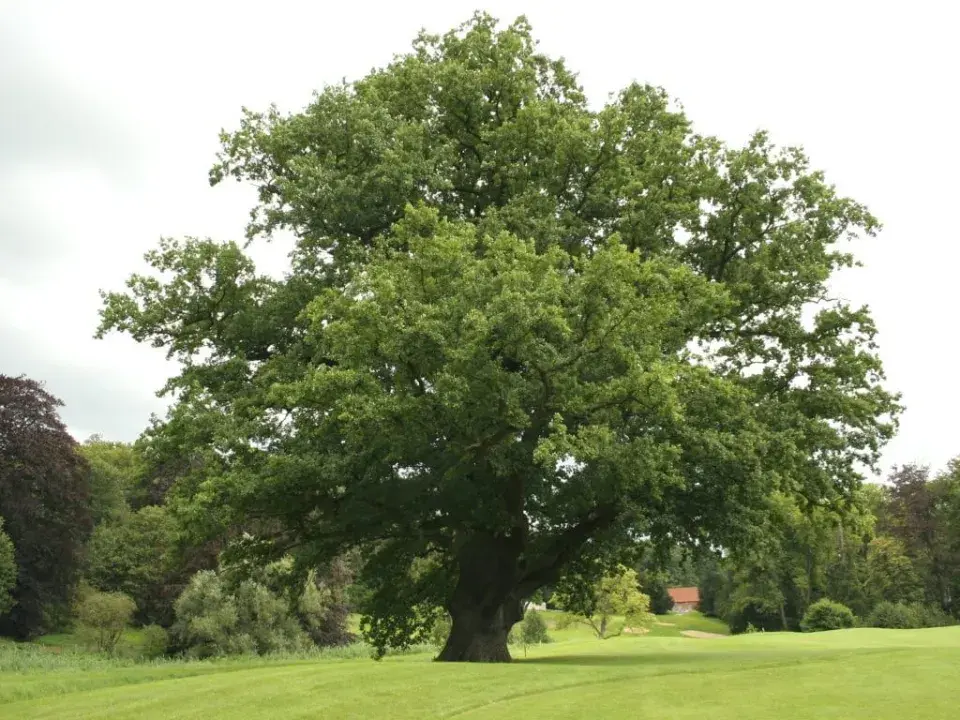 Dub letní (Quercus robur)