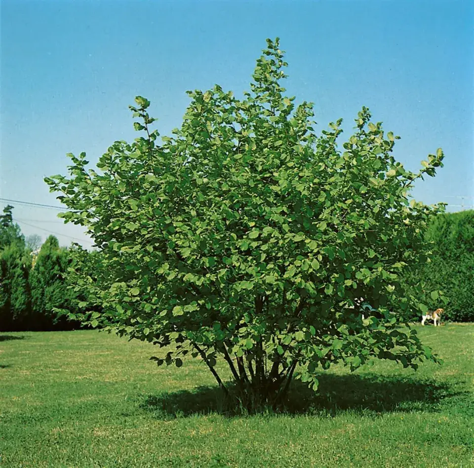 Líska obecná (Corylus avellana)