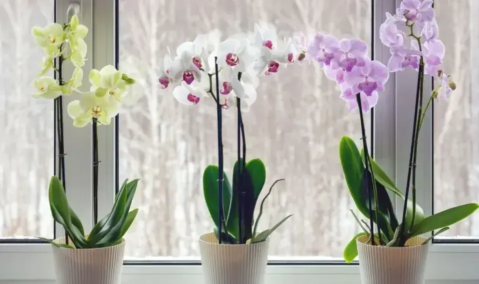 Péče o orchidej