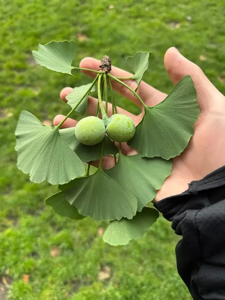 Ginkgo biloba