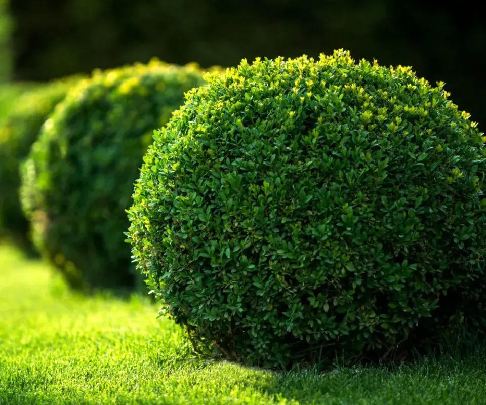 Buxus