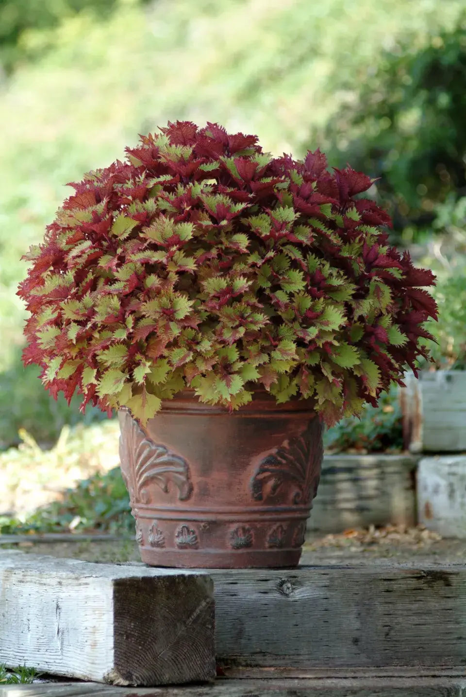 Coleus 