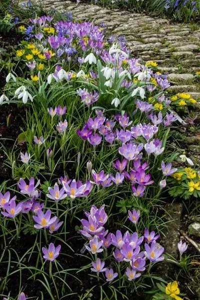 Krokus