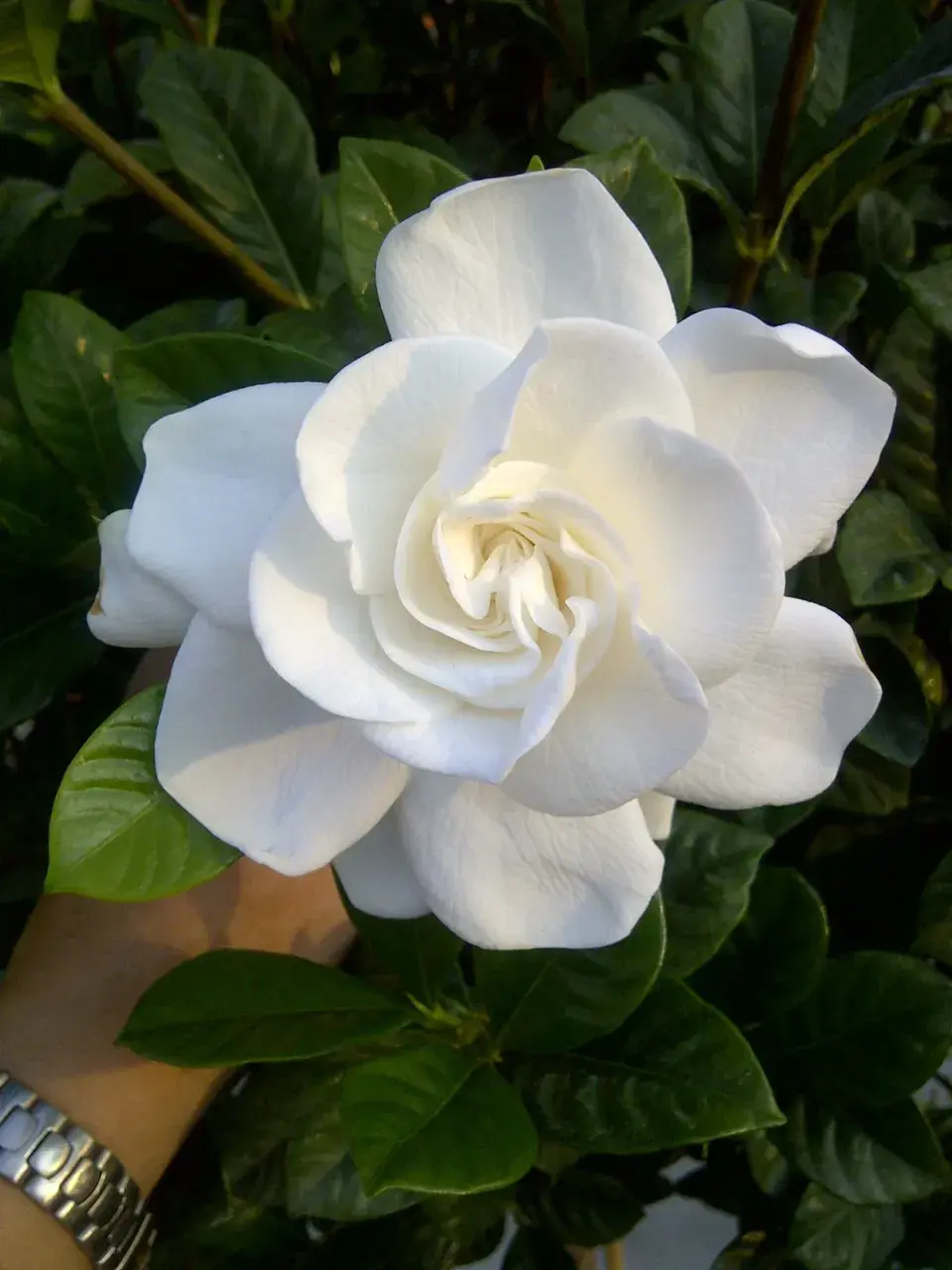 Gardénie 