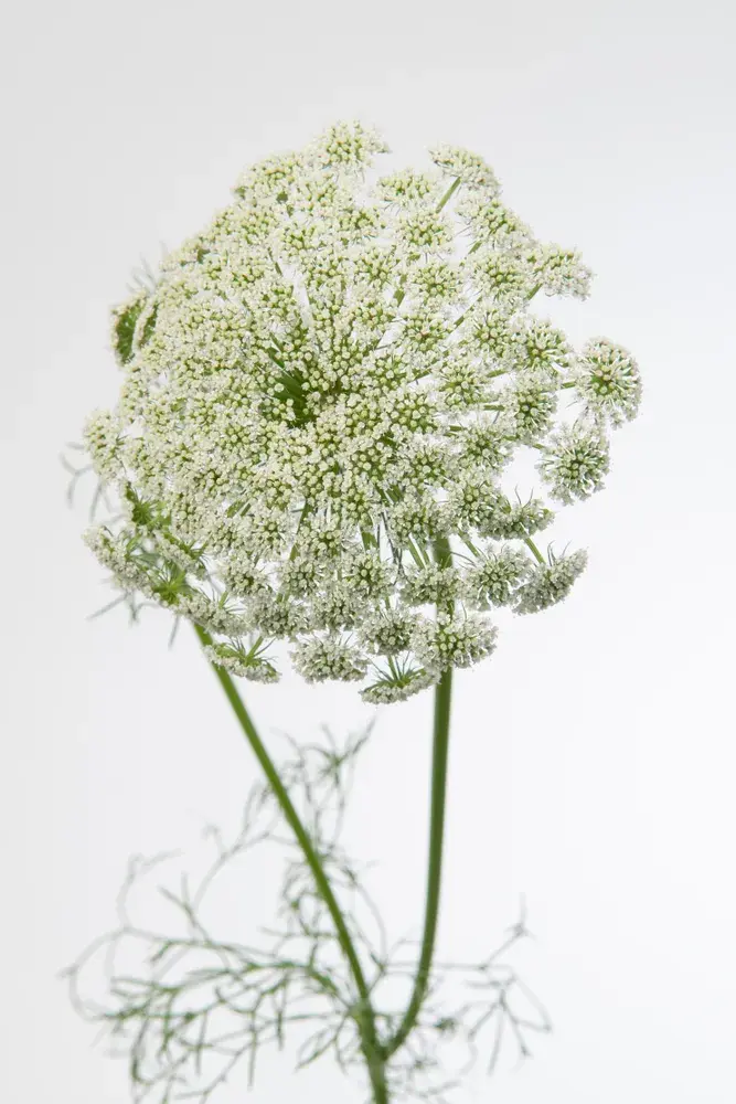 Pakmín (Ammi)
