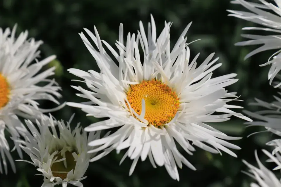 Kopretina velkokvětá (Leucanthemum maximum)