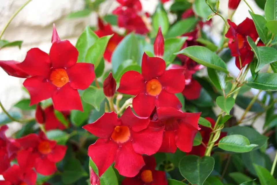 mandevila (Mandevilla)
