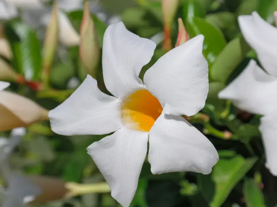 mandevila (Mandevilla)