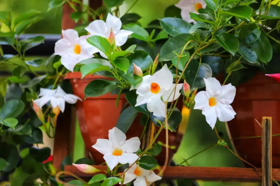 mandevila (Mandevilla)