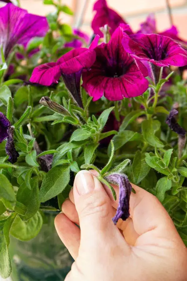 Deadheading