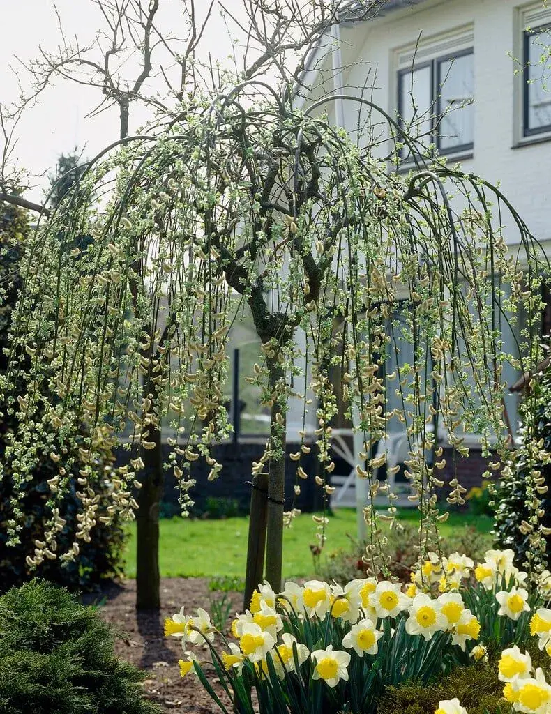 Vrba jíva (Salix caprea)