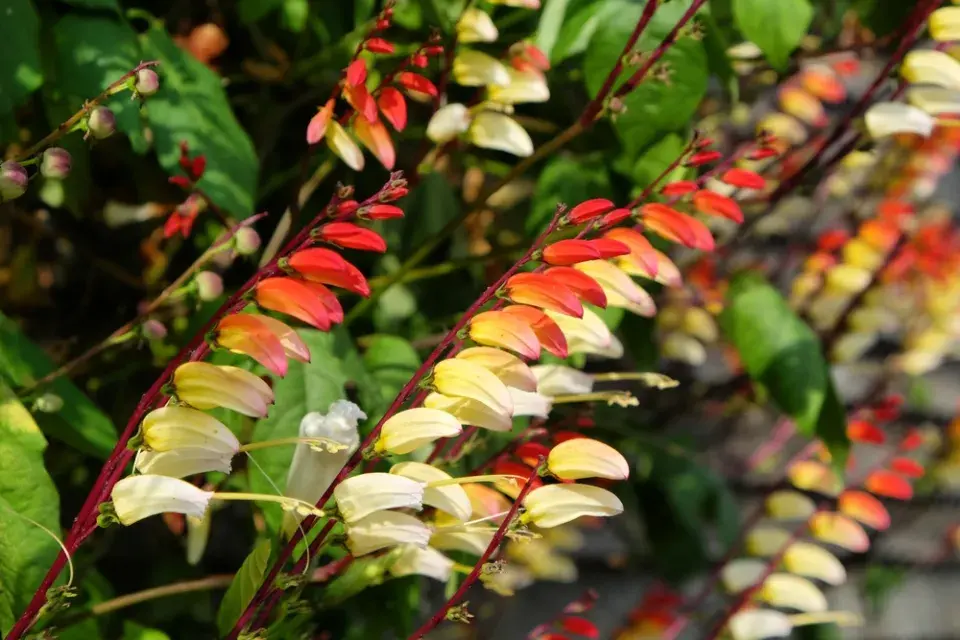 povíjnice laločnatá (Ipomoea lobata, dříve Mina lobata)