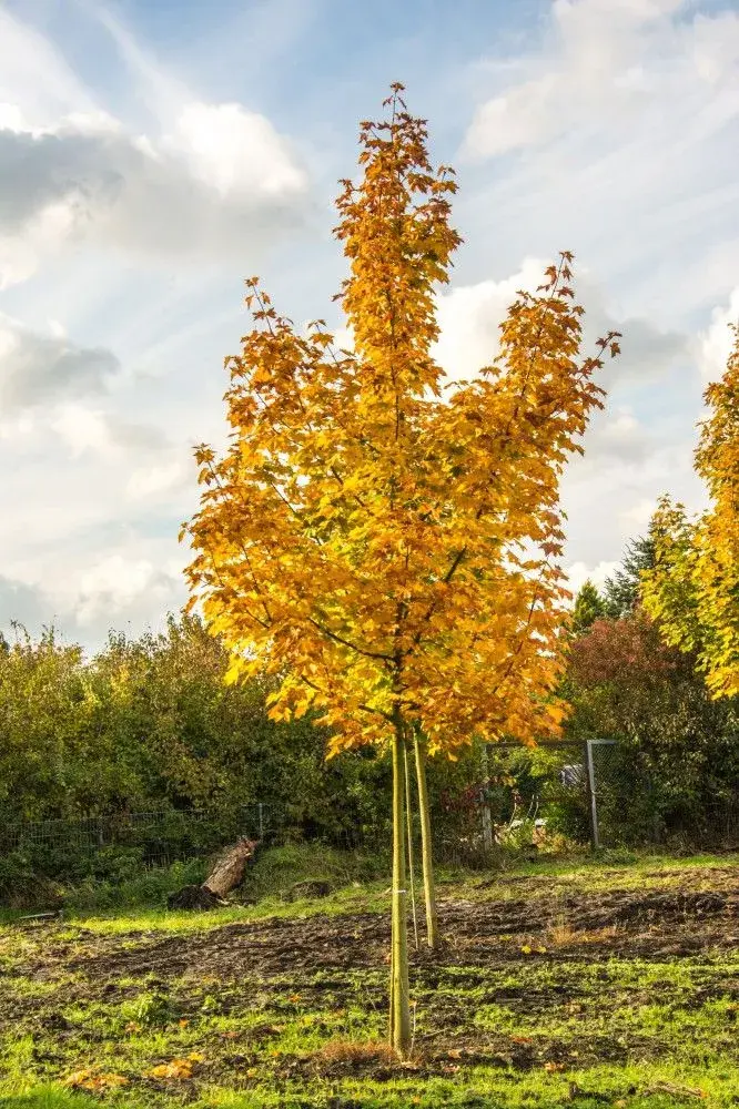 Javor babyka (Acer campestre)