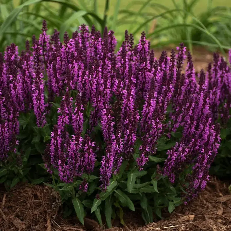 Salvia Nemorosa 'Bumbleberry'