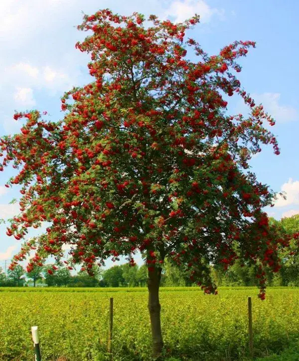 Jeřáb ptačí (Sorbus aucuparia)