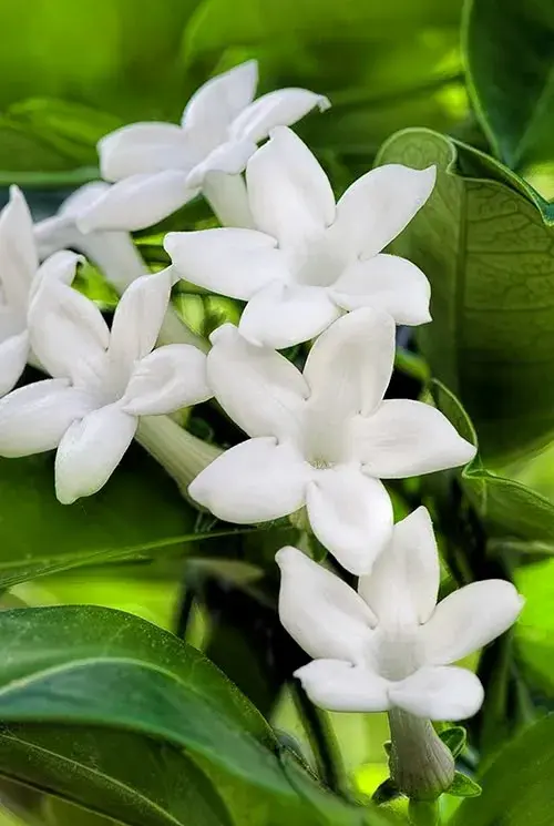 Stephanotis