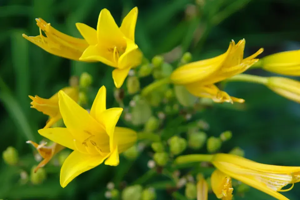 denivka citronová (Hemerocallis citrina)