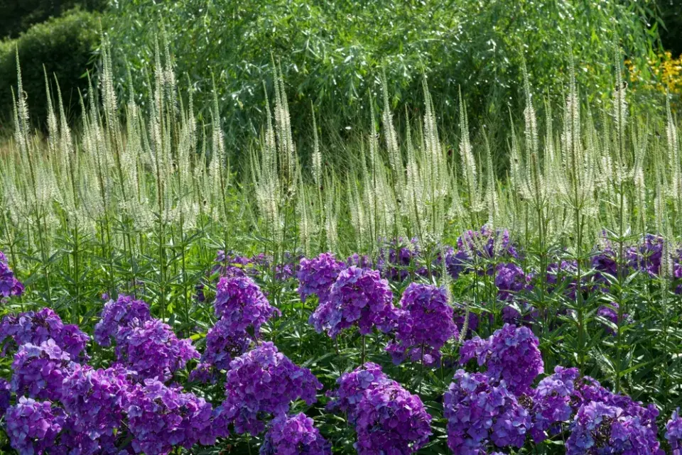 plamenka latnatá, flox (Phlox paniculata) 