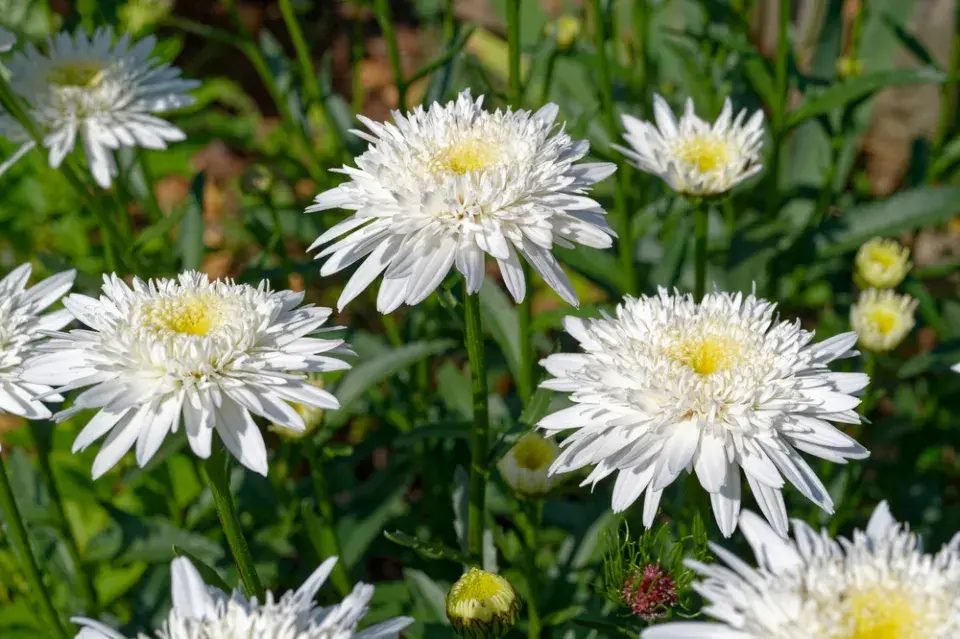 Kopretina velkokvětá (Leucanthemum maximum)