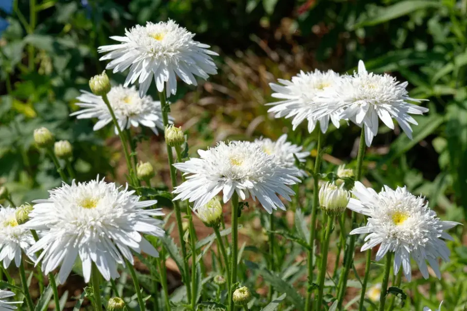 Kopretina velkokvětá (Leucanthemum maximum)