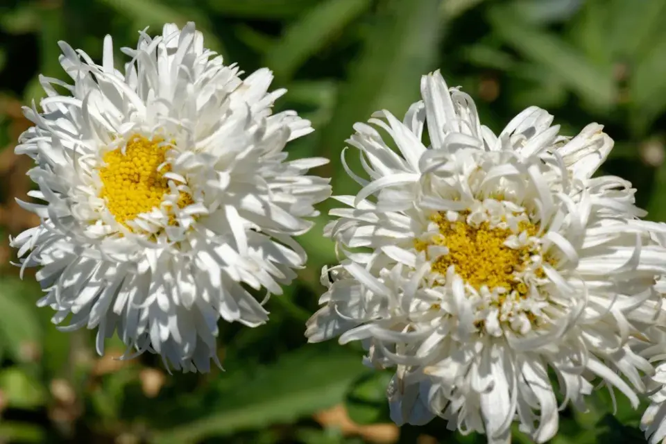 Kopretina velkokvětá (Leucanthemum maximum)