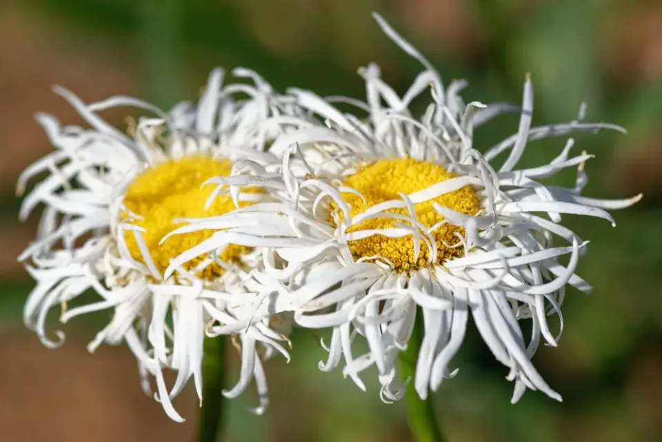 Kopretina velkokvětá (Leucanthemum maximum)
