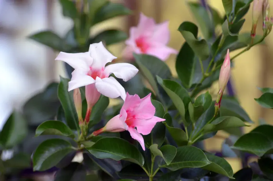 mandevila (Mandevilla)