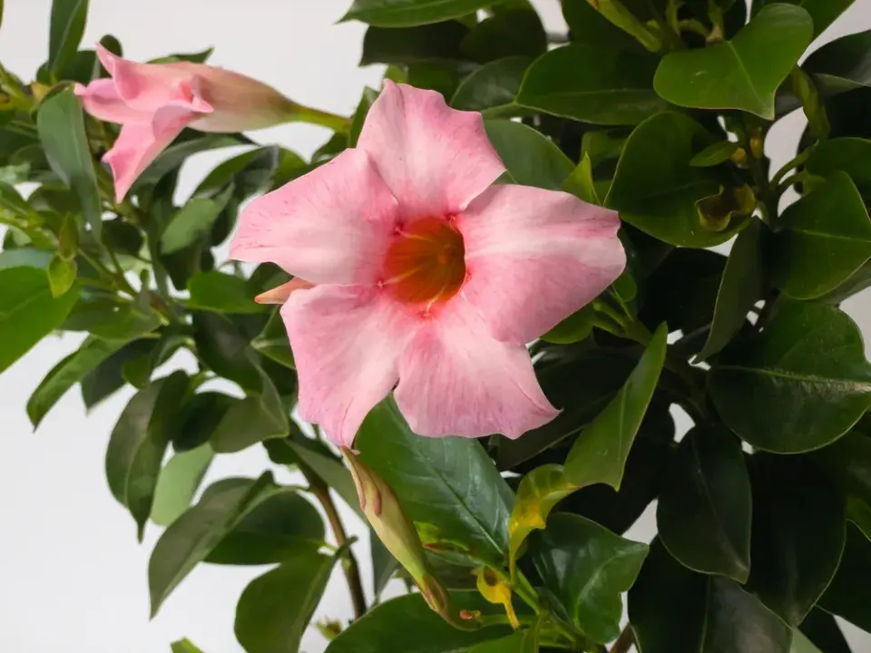 mandevila (Mandevilla)