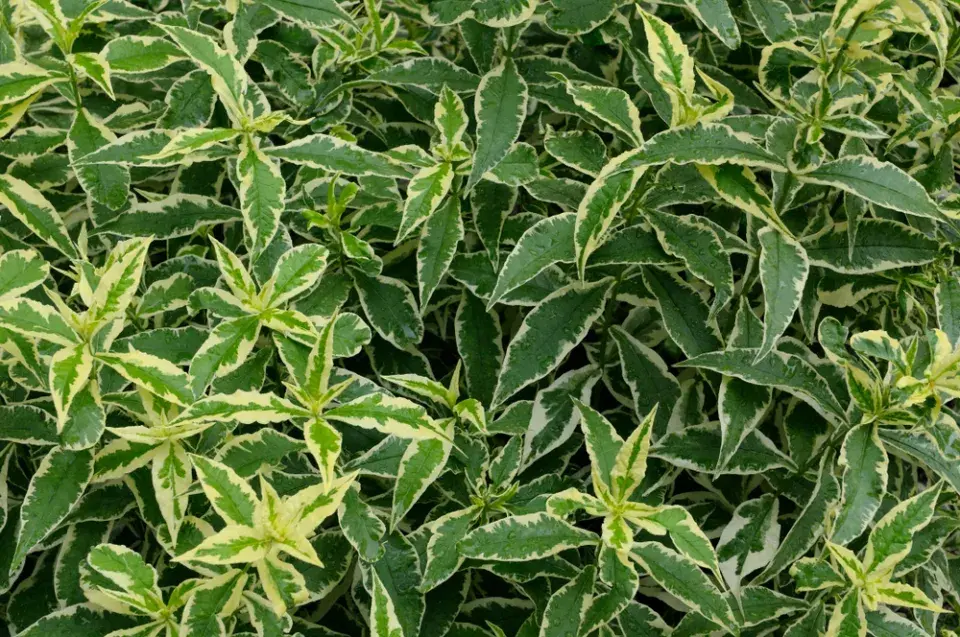 plamenka latnatá, flox (Phlox paniculata) 