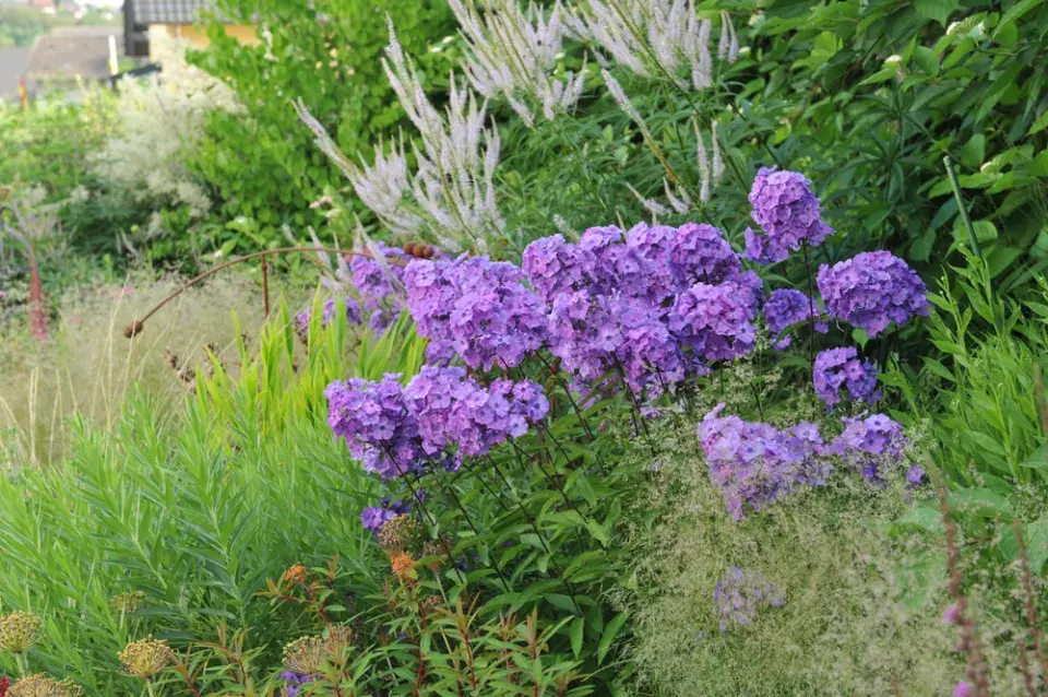 plamenka latnatá, flox (Phlox paniculata) 