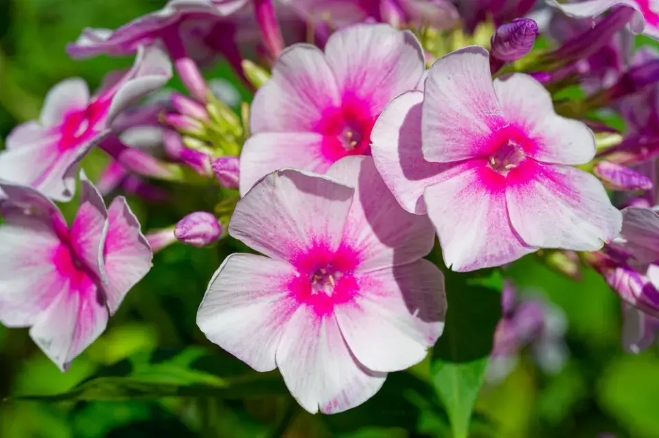 plamenka latnatá, flox (Phlox paniculata) 