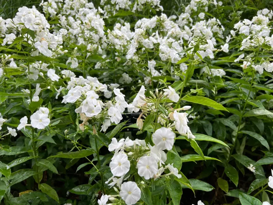 plamenka latnatá, flox (Phlox paniculata)