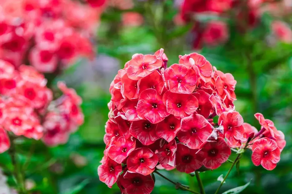plamenka latnatá, flox (Phlox paniculata)