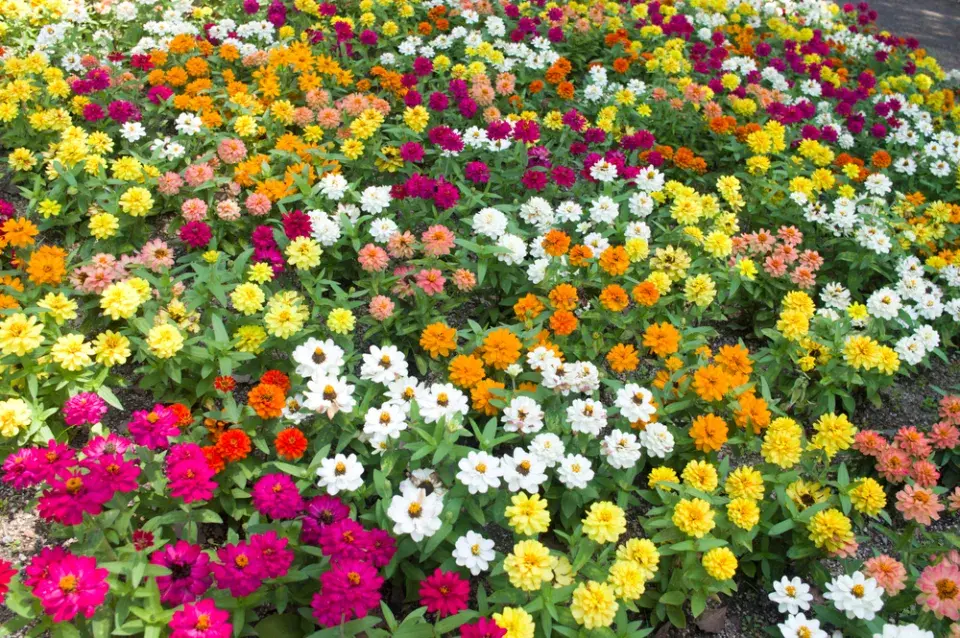 Zinnia elegans