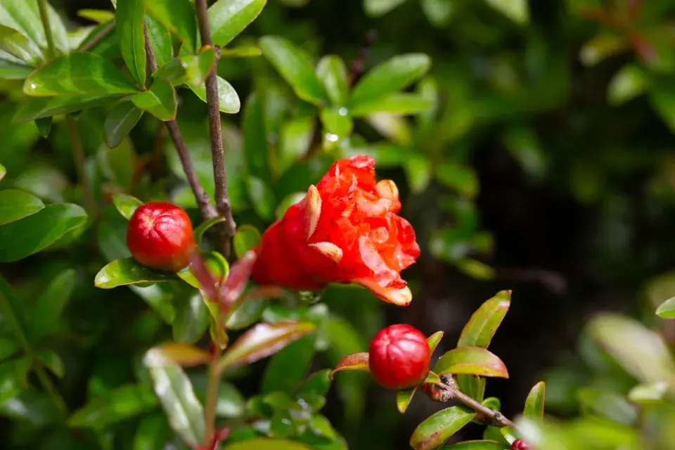 marhaník obecný (Punica granatum)